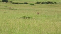 Lioness Hunting / Preying at wild Stock Footage