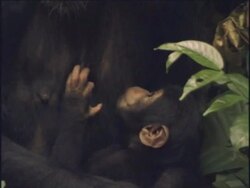 CU, Young chimpanzee (Pan troglodytes) nursing, Gombe Stream National Park, Tanzania Stock Footage