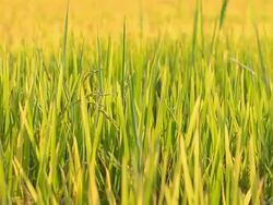 dolly: Rice leaf Stock Footage