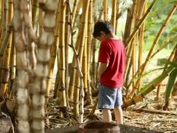 Boy urinating in a forest  Stock Footage