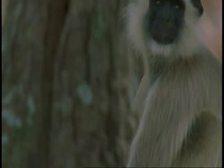 CU tilt up to Hanuman Langur, Semnopithecus entellus, at bottom of tree trunk, Bandhavgarh National Park, India Stock Footage