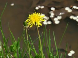 Puddle 006 1080p24 Stock Footage