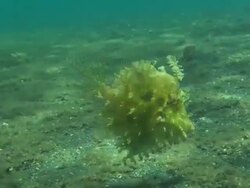 Weedy filefish, swims slow over sunlit substrate, close up. Indonesia  Stock Footage