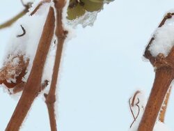 HD: Frozen Grapes Stock Footage