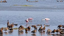 SLO MO Ducks and Roseate Spoonbills looking for food Stock Footage