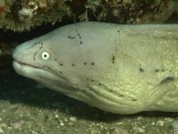 CU Shot of Geometric moray eel peering out from inside cave / Matola, Maputo, Mozambique Stock Footage