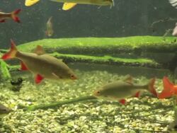 Freshwater Fishes Stock Footage
