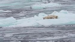 Polar Bear on Svalbard's icebergs Stock Footage