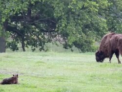 European bison cow with newborn calf Stock Footage