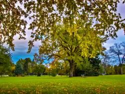 Tree on the meadow Stock Footage