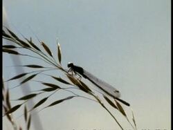 MCU Silhouetted Damselfly (Enallagma cyathigerum) on grass at dusk, flies off, England Stock Footage