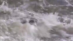 A crocodile attacks its prey near seagrass in a Florida swamp. Stock Footage