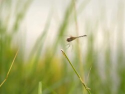 Dragonfly Stock Footage