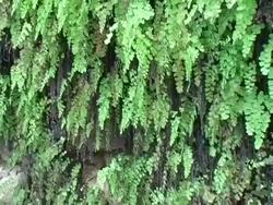Maidenhair Fern 3 Stock Footage