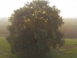 HD: Aerial Shot Of A Tree Stock Footage