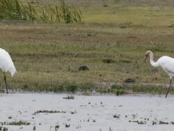 Endangered species, three Whooping Cranes, mother, father and adolescent walking along waterâ€™s edge, Aransas National Wildlife Refuge, Texas Stock Footage