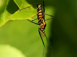 MS TS Assassin bug (Reduviidae) on leaf / Bosque de Paz, Costa Rica Stock Footage
