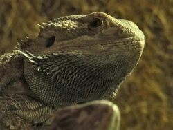 PAL: Bearded Dragon Stock Footage