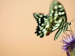 Butterfly. Stock Footage
