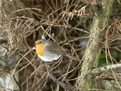 MS Shot of European Robin, erithacus rubecula / Vieux Pont, Normandy, France  Stock Footage