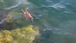 Small Barnacle-Covered Sea Turtle Swimming and Surfacing Stock Footage