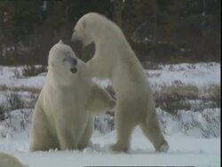 Polar bear (Ursus maritimus) group, playfighting, near Churchill, Manitoba, Canada Stock Footage