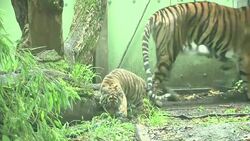 Rare baby Sumatran tiger showcased at Frankfurt Zoo News Clip