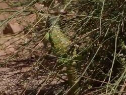 Ornate Mastigure (Uromastyx ornata)- Endangered and rare species. Colorful male climbing and eating Taily Weed bush fruits, Negev desert, Israel Stock Footage