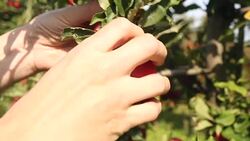 Picking an apple Stock Footage