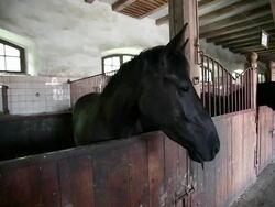 Beautiful horse in a stable Stock Footage