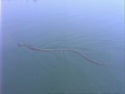 Grass Snake swimming right to left Stock Footage
