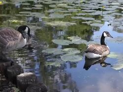 Canada Goose Stock Footage