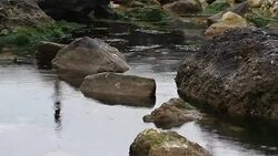 Rainforest Stock Footage