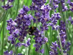 Flowers of lavender blossom with a busy bee Stock Footage