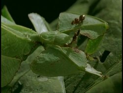 CU ant crawling on camouflaged leaf insect on leaf, side view, Western Ghats, India Stock Footage