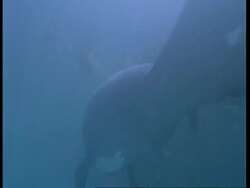 MS Underwater view of Manatee mother and calf swimming, South America Stock Footage