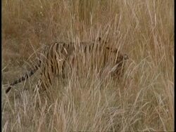 MS Royal Bengal Tiger, Panthera tigris tigris, walking through grass, Bandhavgarh National Park, India Stock Footage