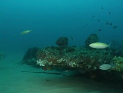 WS PAN Shot of Tomato rock cods drifting with surge above rocky outcrop with stingray lying or resting on sea floor / Matola, Maputo, Mozambique Stock Footage