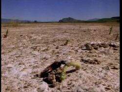 MS Ammophila wasp taking caterpillar into burrow Stock Footage