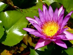 purple waterlily Stock Footage