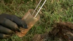 A scientist places samples from a rotting carcass in a cup. Stock Footage