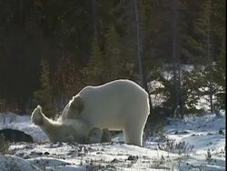 Polar bears (Ursus maritimus) play fighting, near Churchill, Manitoba, Canada Stock Footage