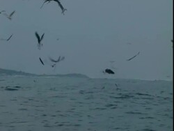 Seagulls flocking over ocean, Namaqualand, South Africa Stock Footage