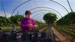 Female farm worker sorts crates of strawberries in modern farming poly tunnel. Stock Footage