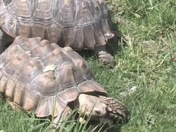 Large turtle 13 - HD 30F Stock Footage