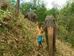 MS 2 Elephants working at a logging plant, 1 being led down a slope by a man Stock Footage