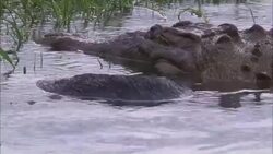 A crocodile submerges near its prey in a Florida swamp. Stock Footage