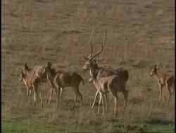 MS Royal Sambar Buck (Rusa unicolor) leading harem across plain, Bandhavgarh National Park, India Stock Footage