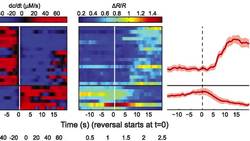 NEW INSIGHTS FROM TINY ROUNDWORMS Instructional Video