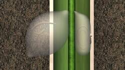 Gene that makes some soybean plants resistant to major parasite identified Instructional Video